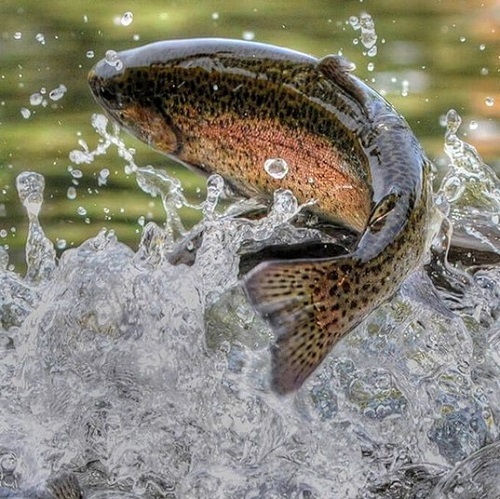 Fischzucht Bremgarten