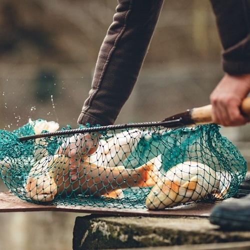 Pigrusa Pisciculture de la Gruyère