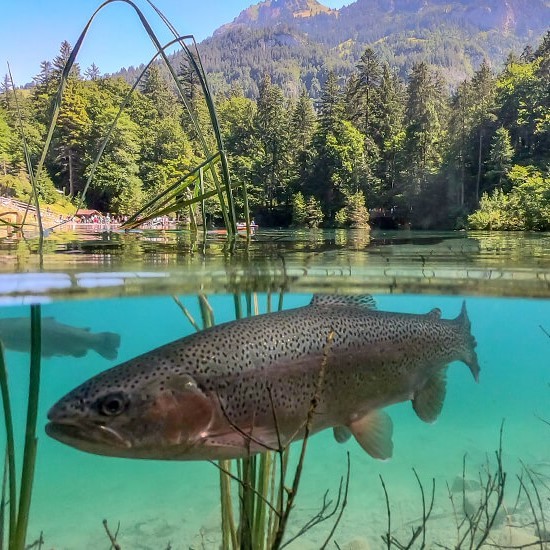 Alpine Bio-Forellenzucht Blausee AG