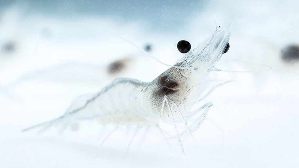 Crevettes à pattes blanches (Litopenaeus vannamei)