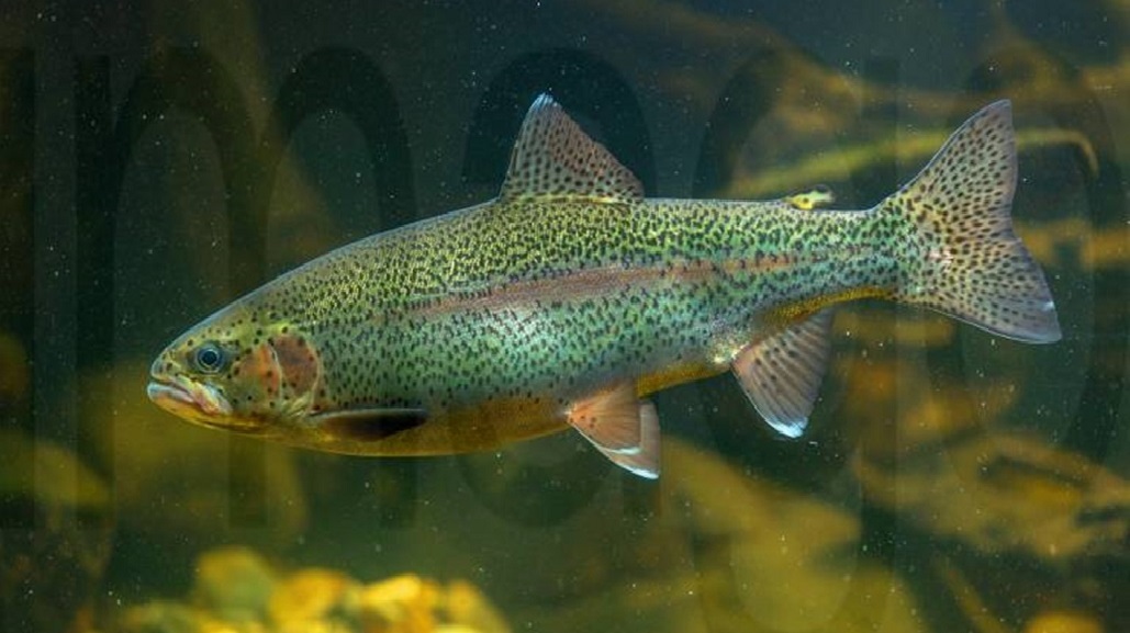 Regenbogenforelle (Oncorhynchus mykiss)